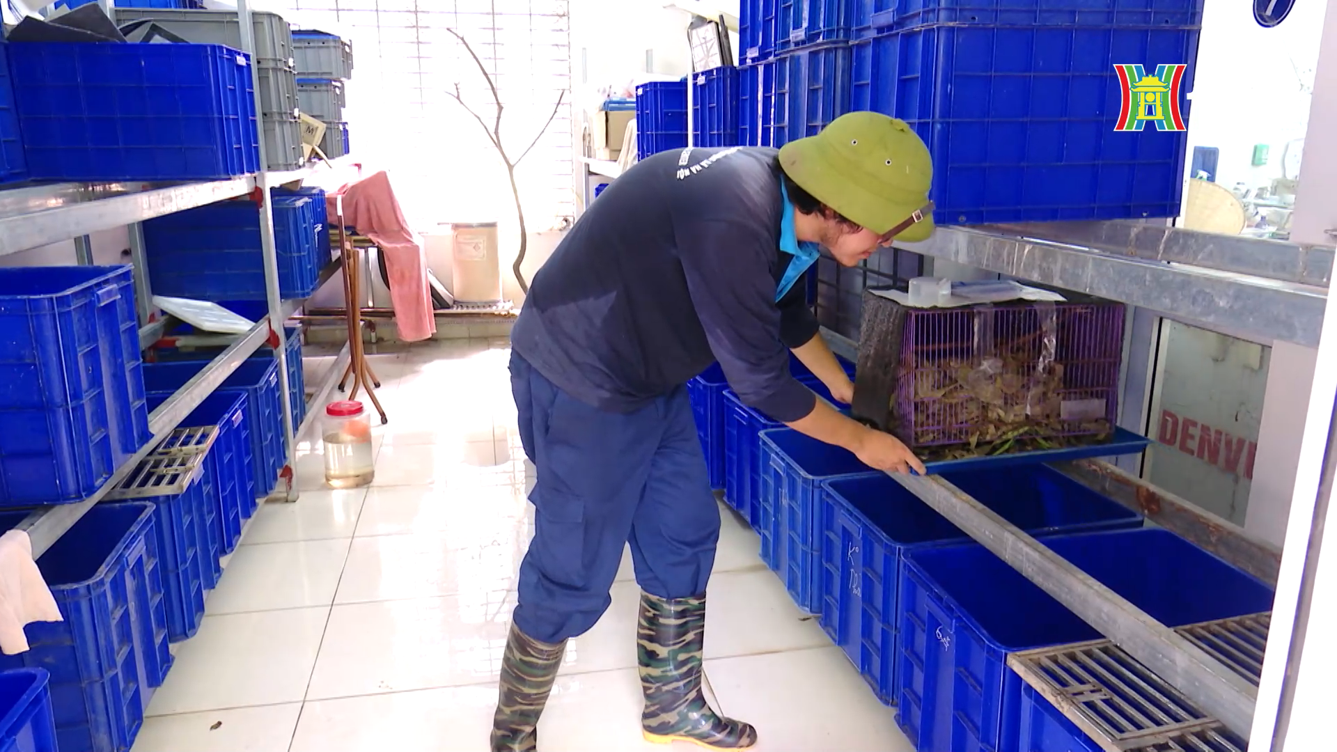 Vi phạm trong lĩnh vực thú y có thể bị phạt